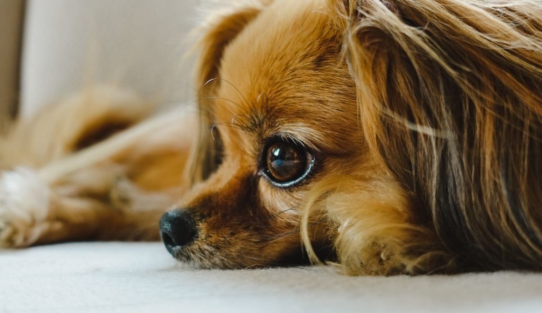 Why Dogs Become Anxious: The Unconscious Mistakes Owners Make