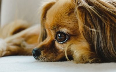 Why Dogs Become Anxious: The Unconscious Mistakes Owners Make