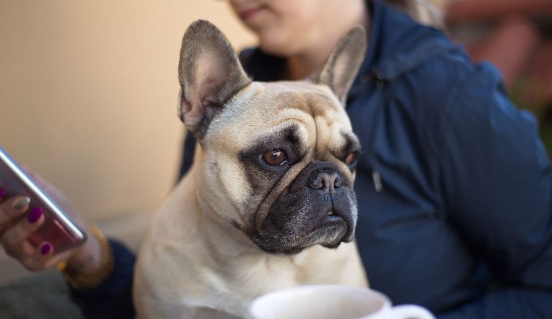 A stressed dog in a busy cafe illustrating the negative impact of dog friendly spaces