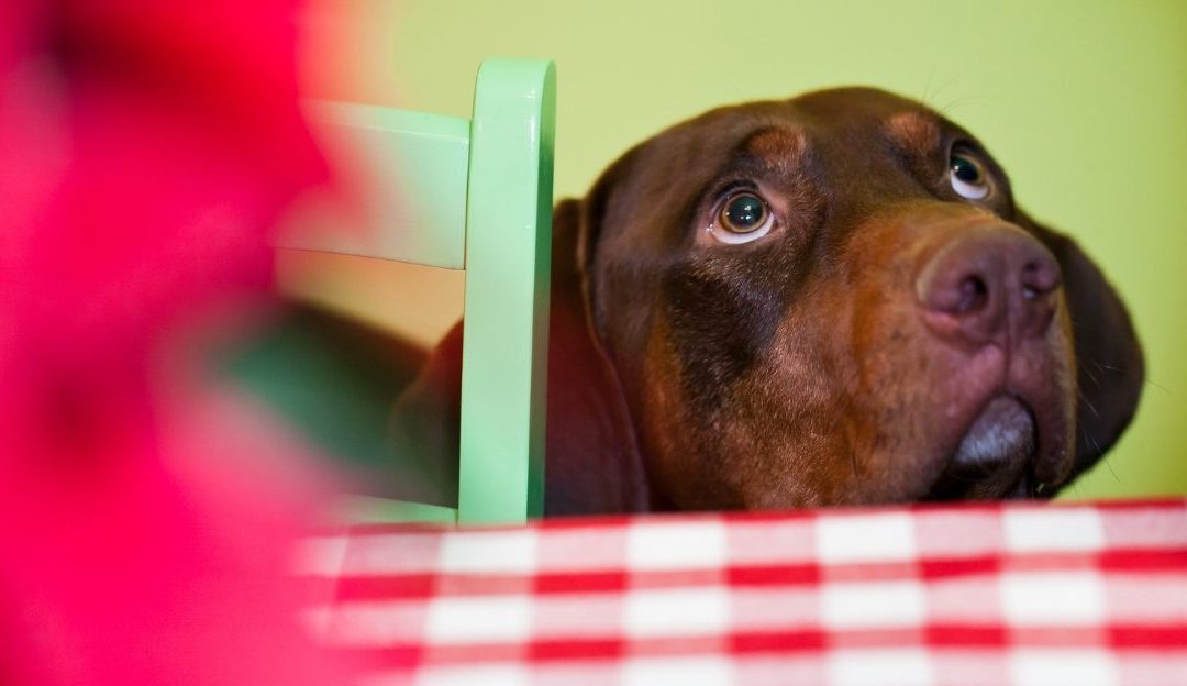 Feeding a Dog Out of Pity Can Be Fatal