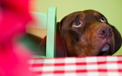 Feeding a Dog Out of Pity Can Be Fatal