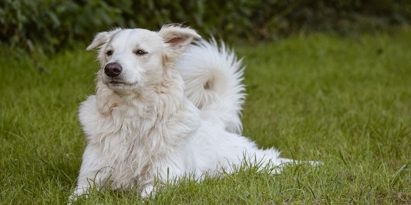 Understanding the causes of a wrong emotional bond and why dogs bite