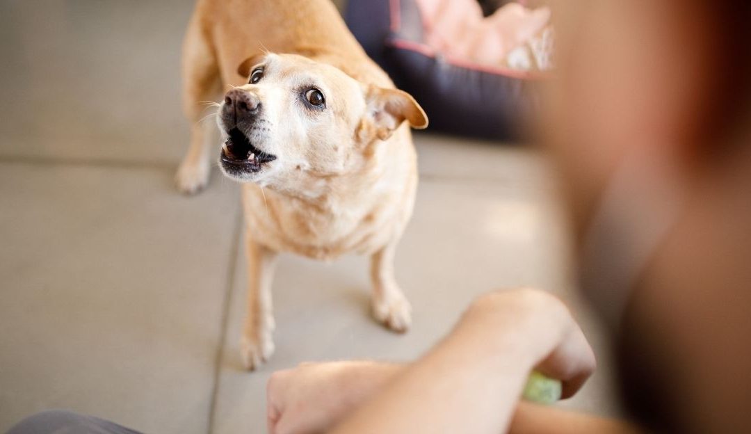 Misguided emotional bond with a dog and lack of boundaries