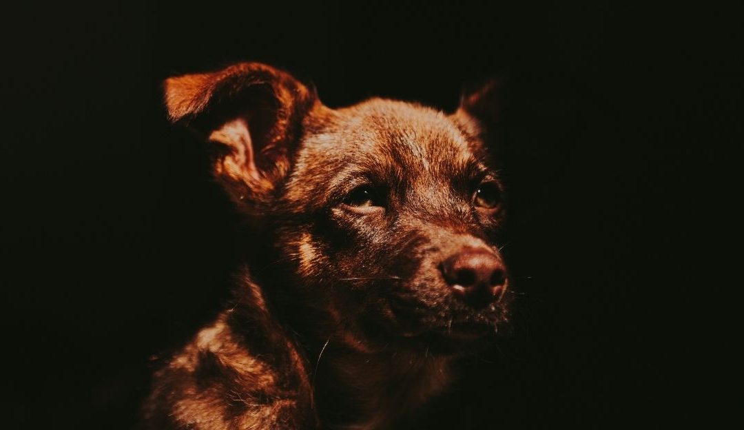 A dog scared of firecrackers before receiving a calming wrap