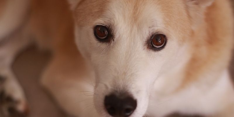 A disturbed dog as proof that unlived wounds speak through the behavior of pets, reflecting the owner's suppressed stress