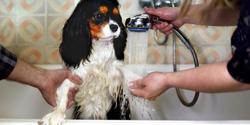How to build trust with a dog during paw washing