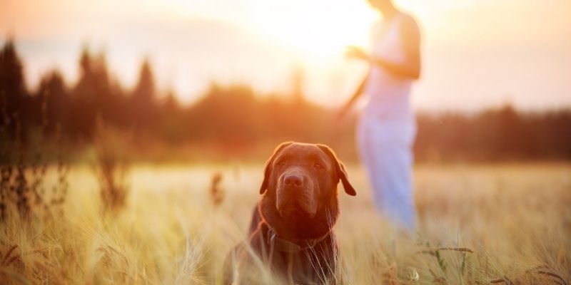 A dog returned to itself: An autonomous and stable being choosing its relationship in nature