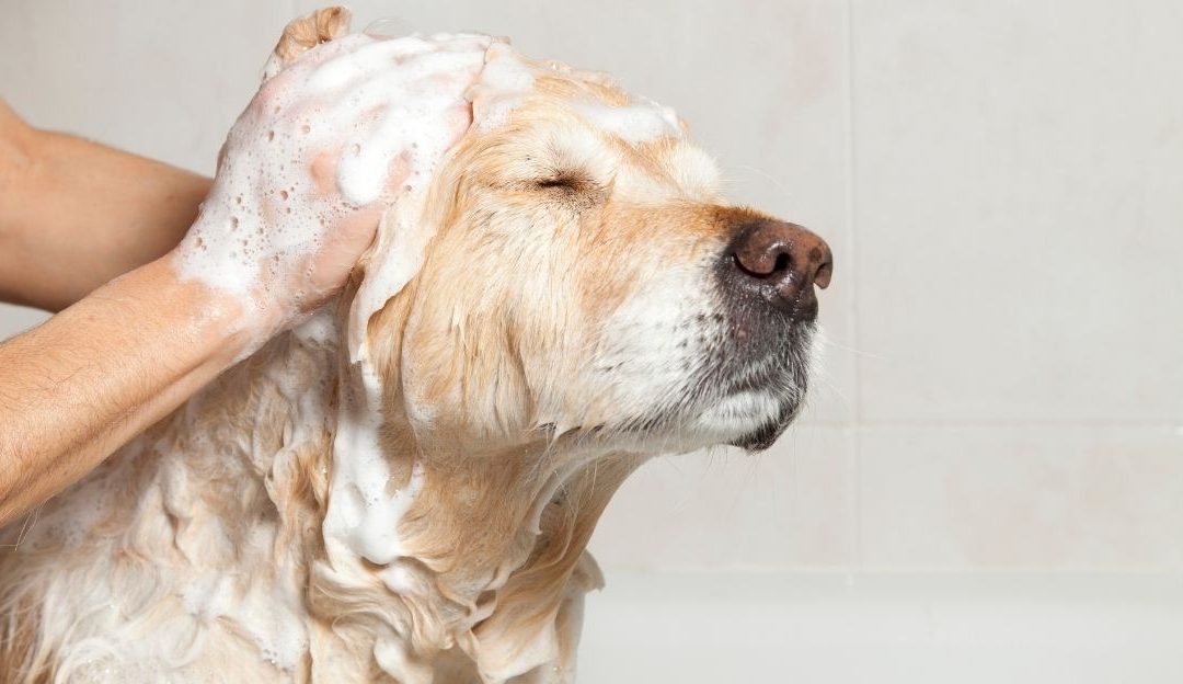 Cleaning a Dog’s Ears: How to Do It Properly and Where People Go Wrong
