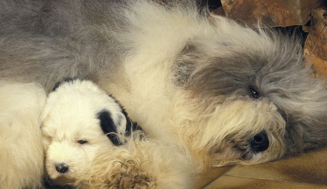 What Is the Best Moment to Rehome Puppies?