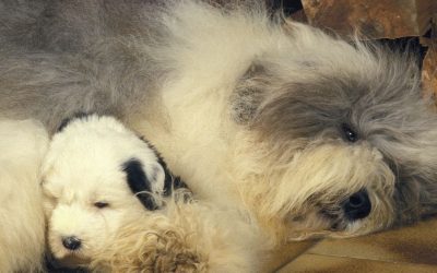 What Is the Best Moment to Rehome Puppies?