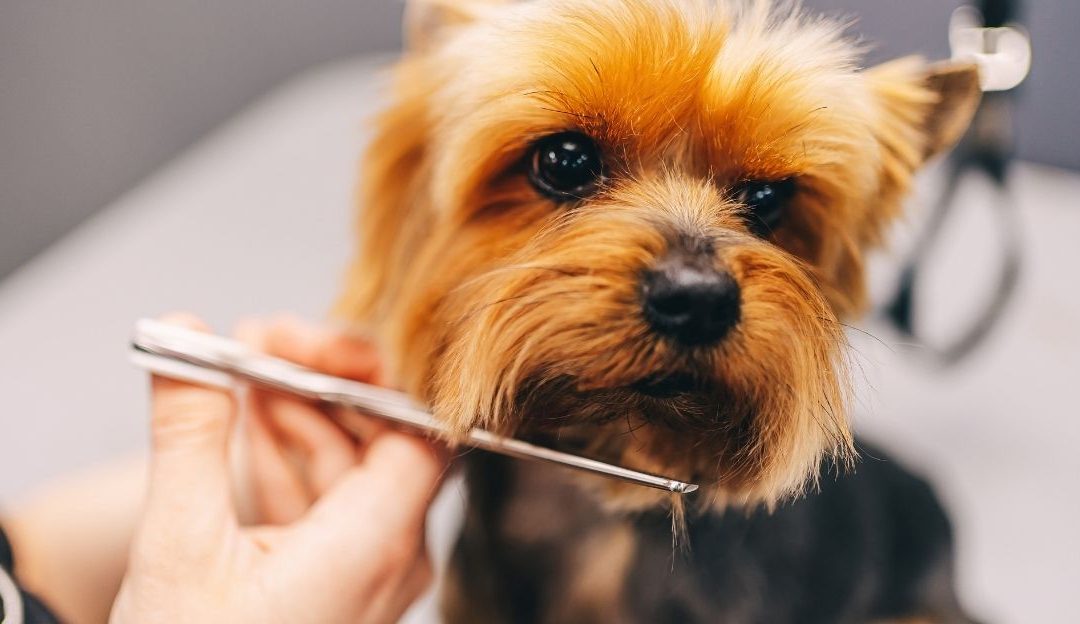 When to Groom a Puppy: A Guide to the First Grooming and Habituation