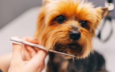 When to Groom a Puppy: A Guide to the First Grooming and Habituation