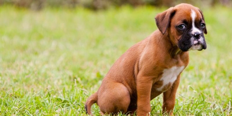 Bone and joint development in a dog showing the growth plates and why a final diagnosis of hip dysplasia is not possible at 8 months
