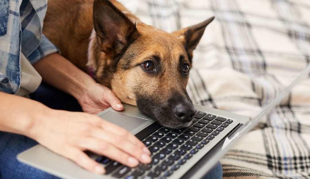 Love Without a Future: The Story of Rexi and Adult Love Toward a Dog