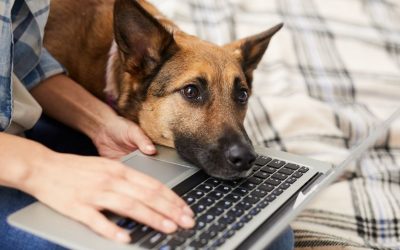 Love Without a Future: The Story of Rexi and Adult Love Toward a Dog