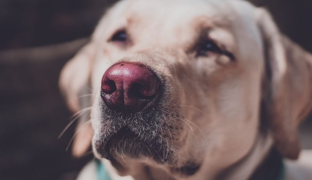 What Is the True Price of an Obedient Dog?