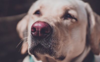 What Is the True Price of an Obedient Dog?