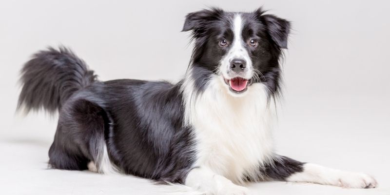 Redirecting a dog's attention before removing a bone, illustrating how to take a bone from a dog safely and without conflict