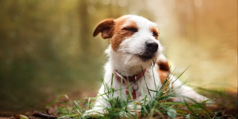 A calm and independent dog as a result of adult love toward a dog, symbolizing emotional stability and true partnership