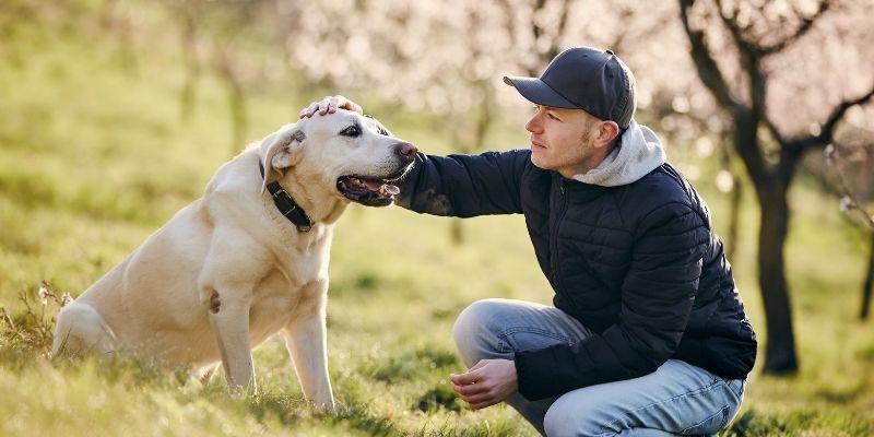 A human and dog standing together in nature as partners in the shared field of life