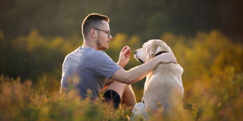 Listening in peace as the key to the culture of conflict when a dog refuses obedience