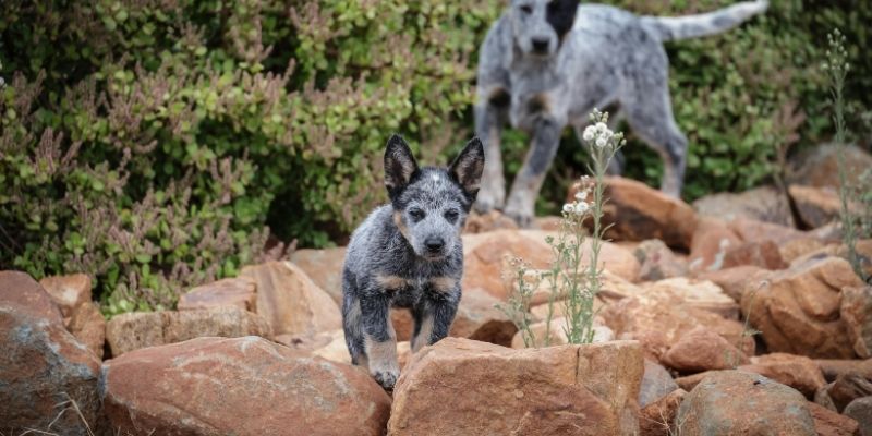 Puppy socialization before rehoming, showing a young dog exploring its environment during the crucial development phase