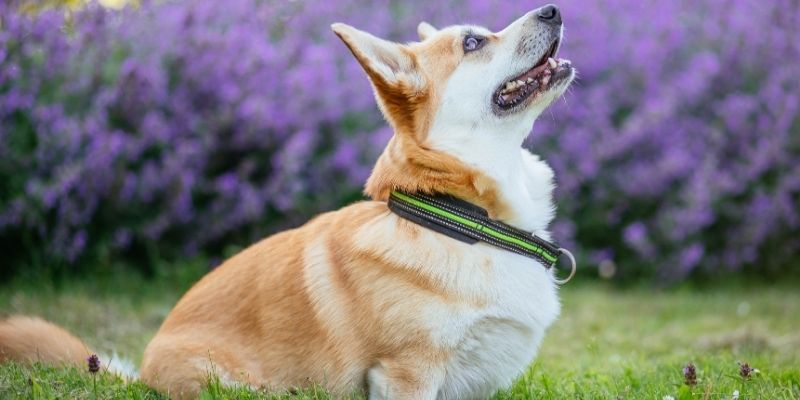 A dog in a hyper-aroused state with visible stress signals, symbolizing the consequences of excessive play with a dog and elevated cortisol