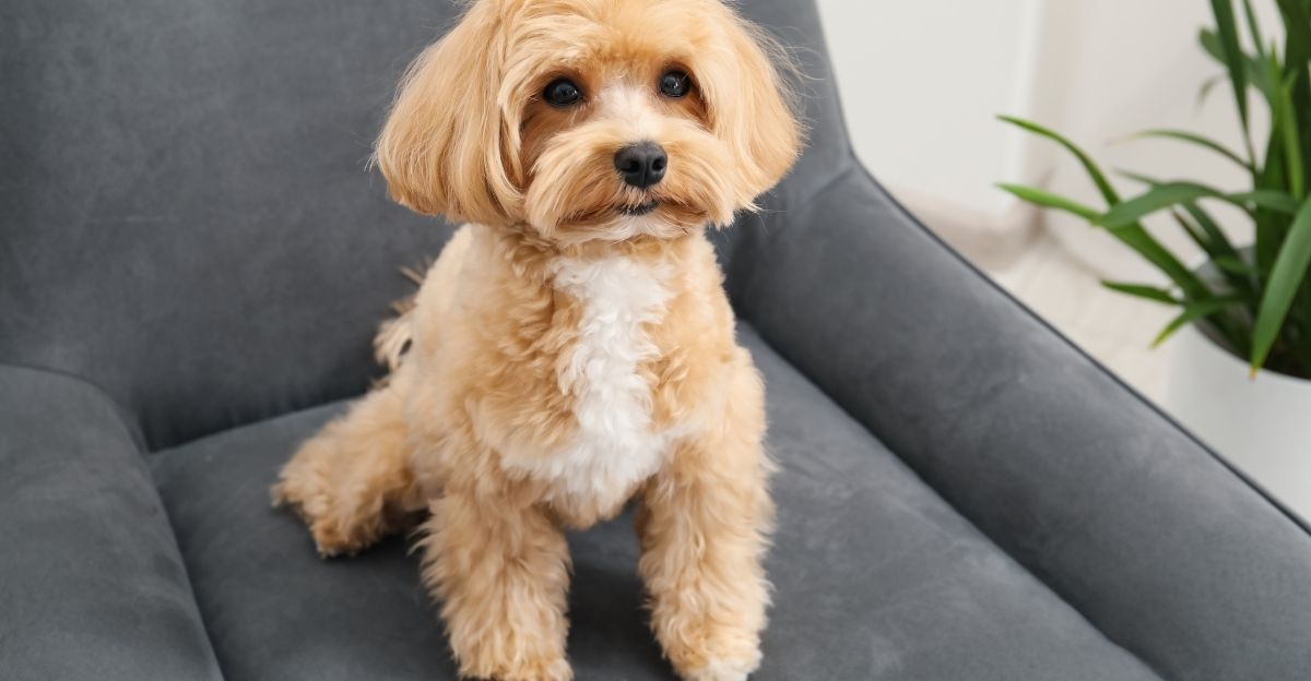 A dog showing signs of stress caused by emotional pressure from its owner