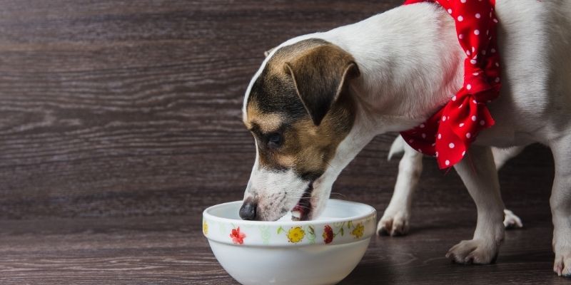 A dog begging at the table while the owner is eating, illustrating the problem of feeding a dog out of pity