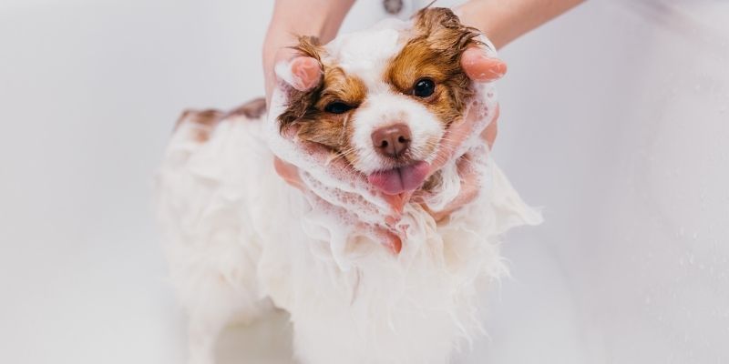 When to groom a puppy and when to give the first bath, illustrated by a tiny puppy being washed