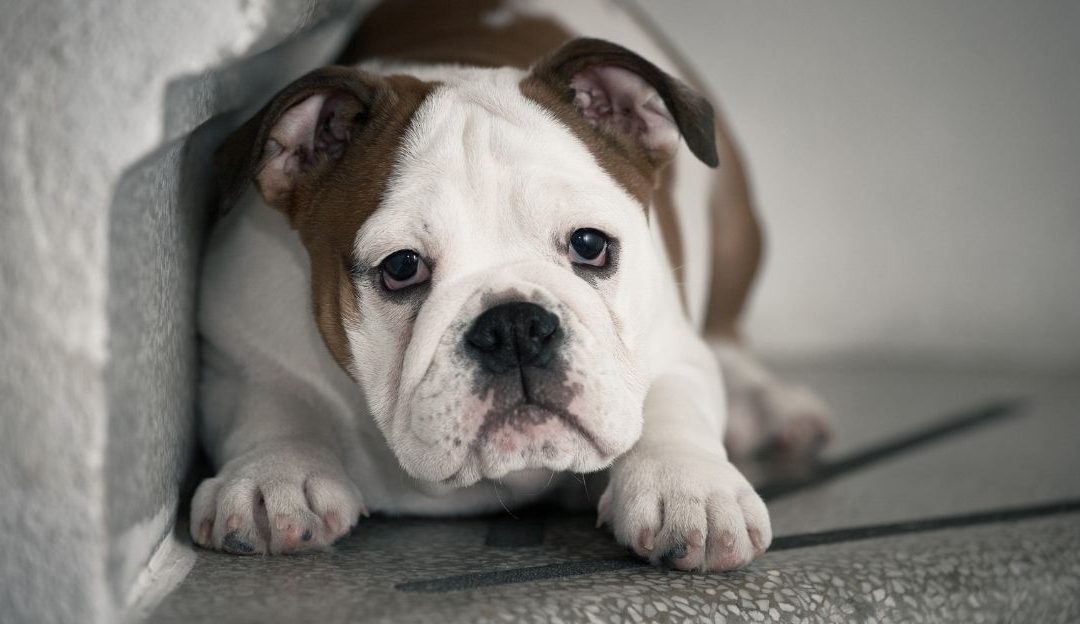 Is Dog Training Traumatic? The Truth About Methods and Lasting Consequences