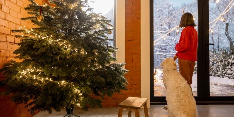 A dog gazing out of an apartment window, reflecting the invisible chains of human concepts and emotional confinement
