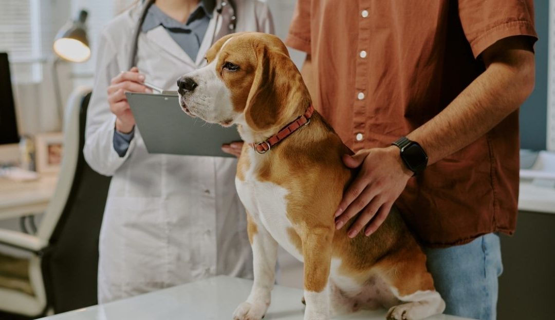Can You Recognize a Urinary Infection in Dogs by Smell?