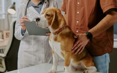 Can You Recognize a Urinary Infection in Dogs by Smell?