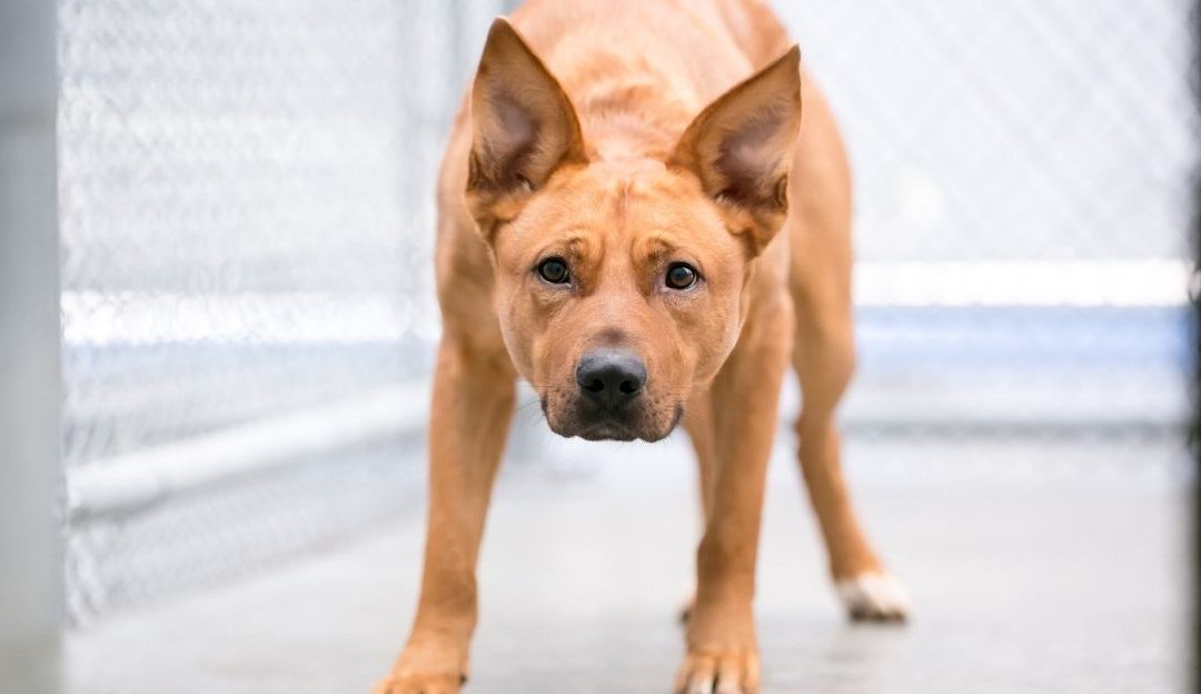 Adopted Dog and Aggression: The Key Is Not Love