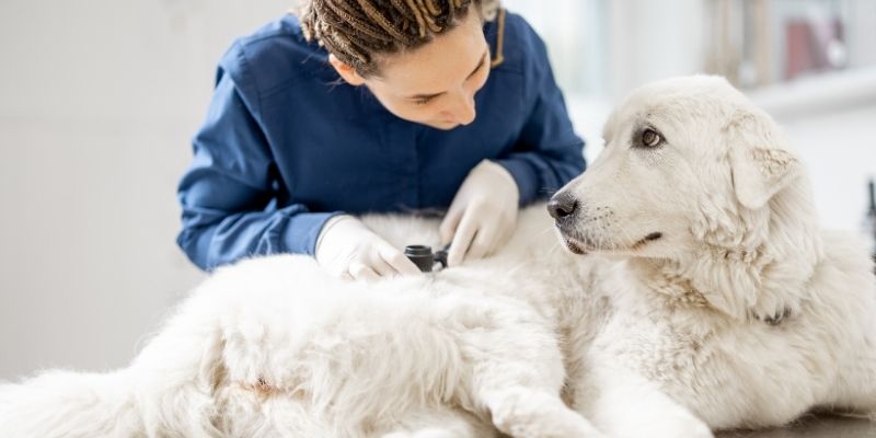 A veterinarian performing a checkup to determine why a dog starts urinating indoors and ruling out infections