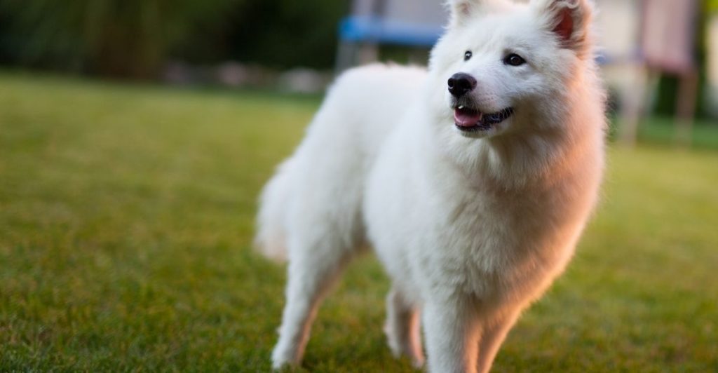 Healthy dog without excessive cosmetics