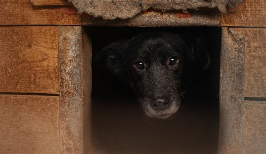 Black Dog White Mirror of Society Why They Are the Easiest to Abandon