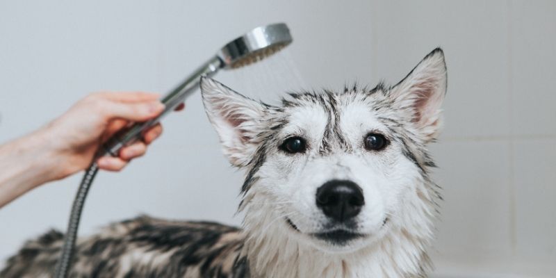 Bathing a dog as part of detoxification after vaccination