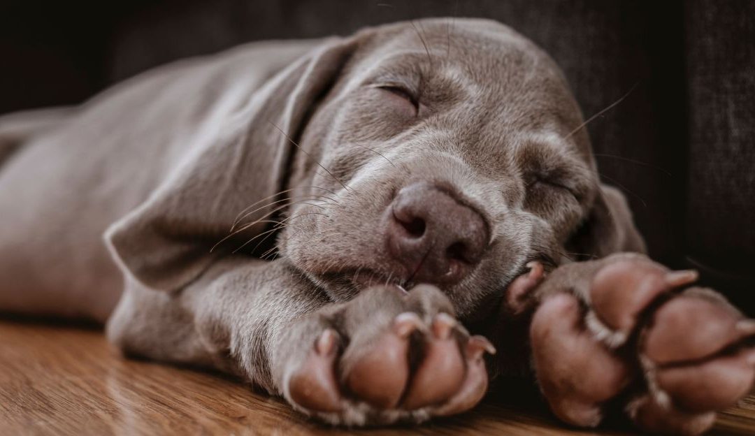 A dog using its fifth toe to grip and hold a bone