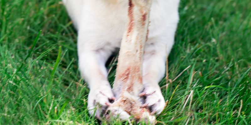 A dog using its fifth toe to grip and hold a bone