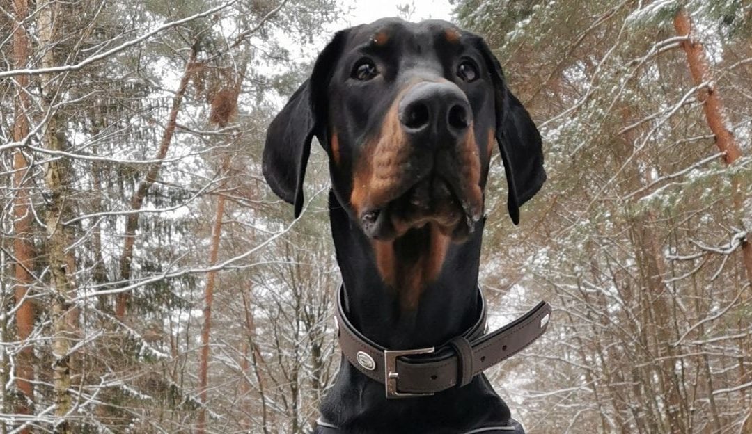 Ear and tail docking in dogs for aesthetic reasons is not justified