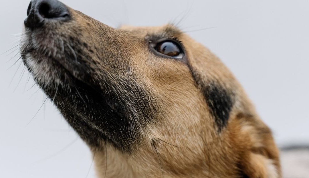 Iron Hand of Discipline: Do Electric Collars Actually Break Dogs