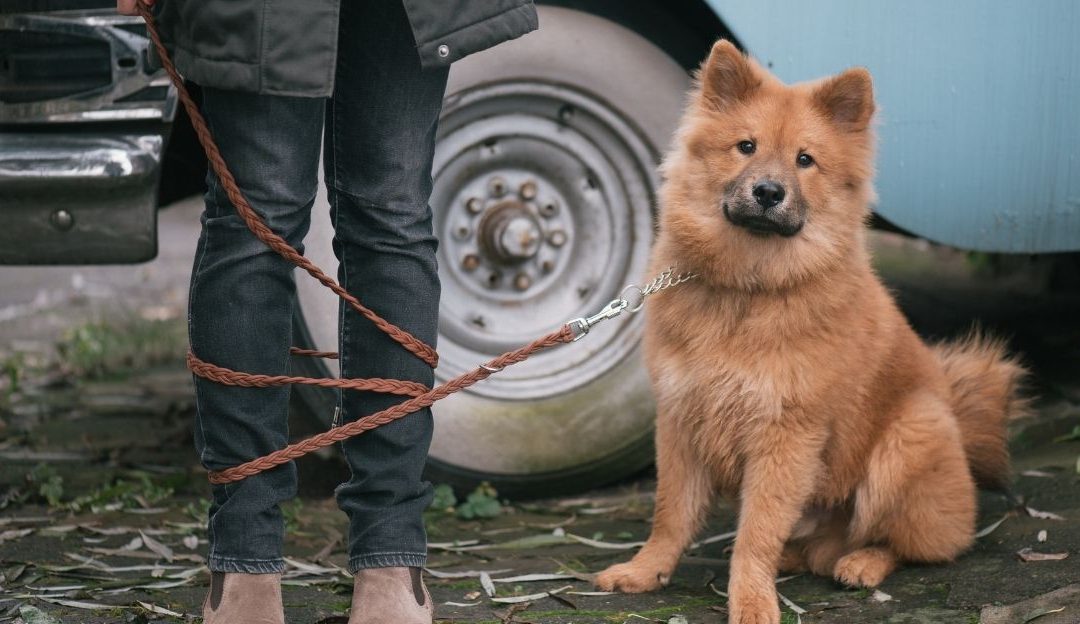 A Dog Has No Problem With Boundaries, We Do