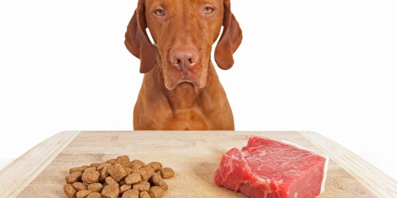 Dog kibble in a bowl representing industrial dry food and the ongoing debate about canine nutrition and health