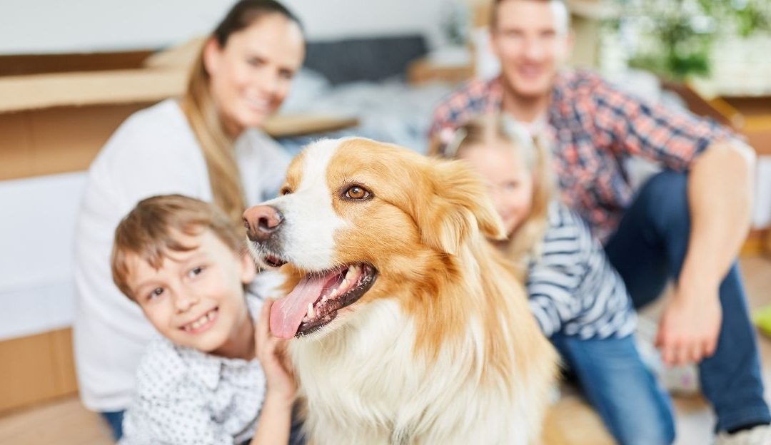 Harmony Between Human and Dog as the Foundation of a Healthy Home
