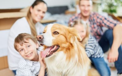 Harmony Between Human and Dog as the Foundation of a Healthy Home
