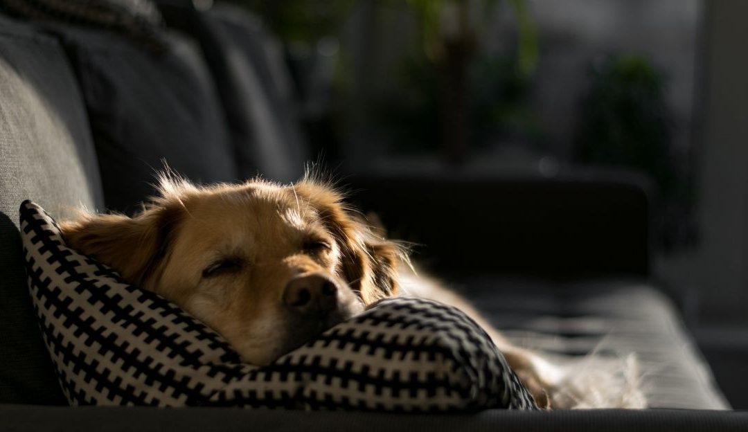 What Should My Dog Eat? A Holistic View on Canine Nutrition