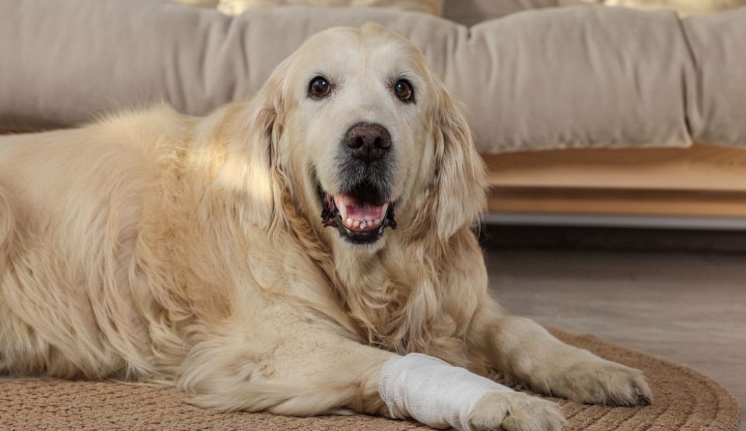 Homeopathy for bone and collagen problems in dogs providing natural support for joint health and mobility