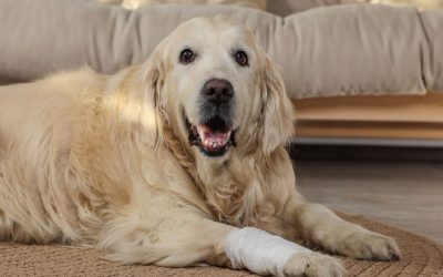 Homeopathy for Bone and Collagen Problems in Dogs: Natural Support for Mobility